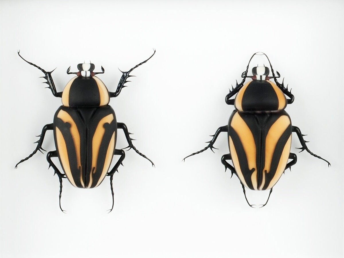 Dicronorrhina composition