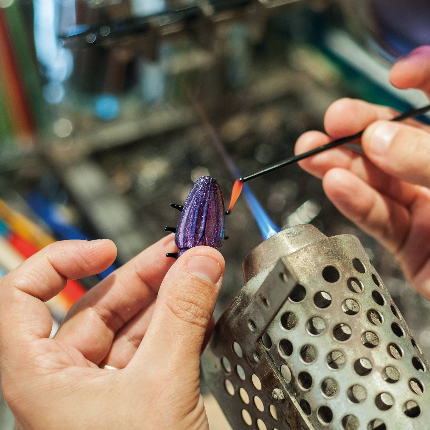 Coptolabrus augustus