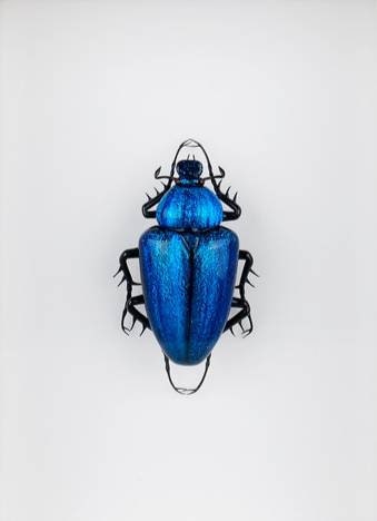 Cetonia aurata (blue)