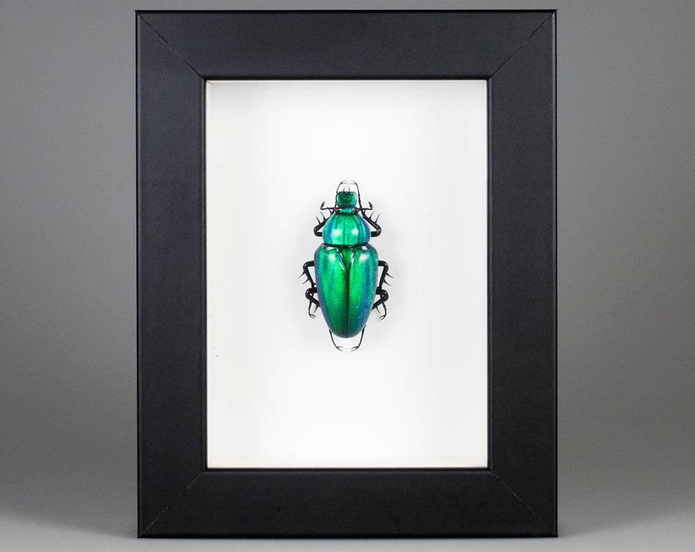 Cetonia aurata (green)