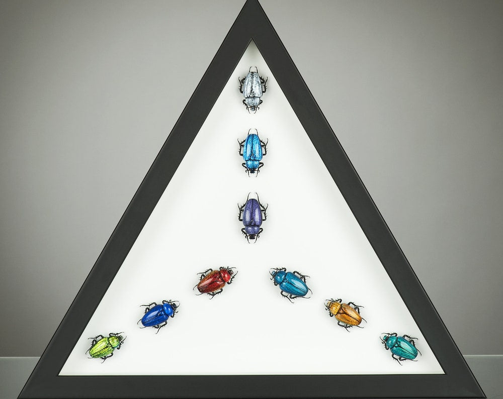 Glass Beetles Compositions