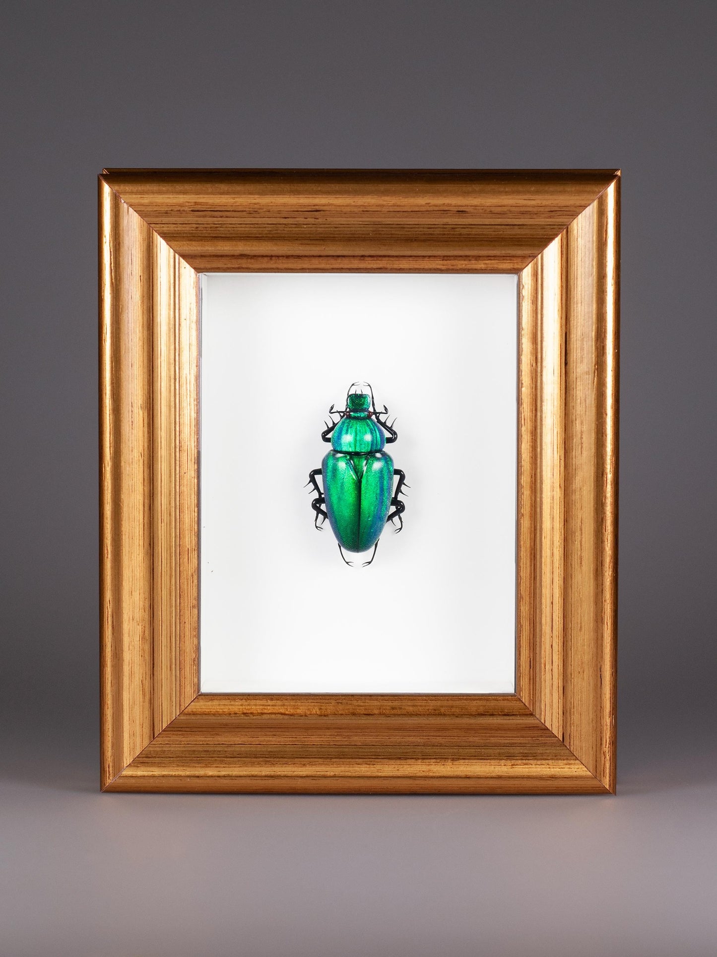 Cetonia aurata (green)