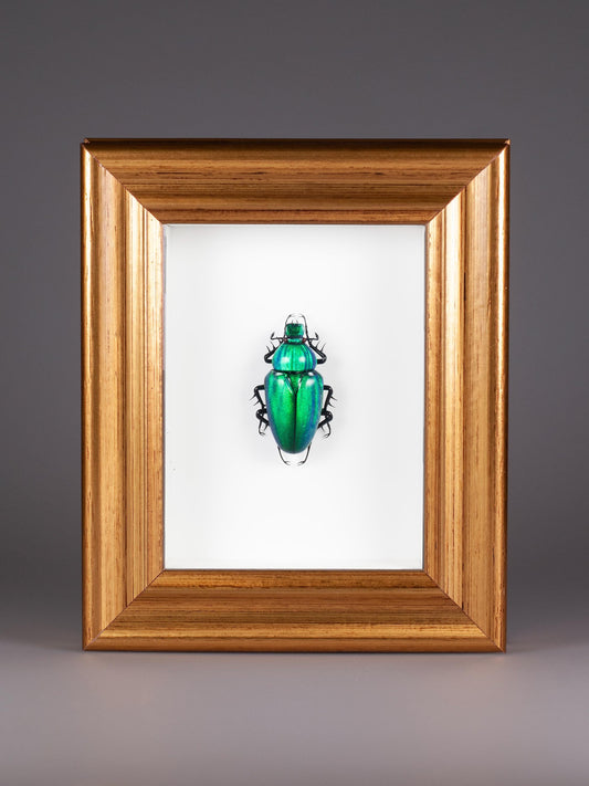 Cetonia aurata (green)