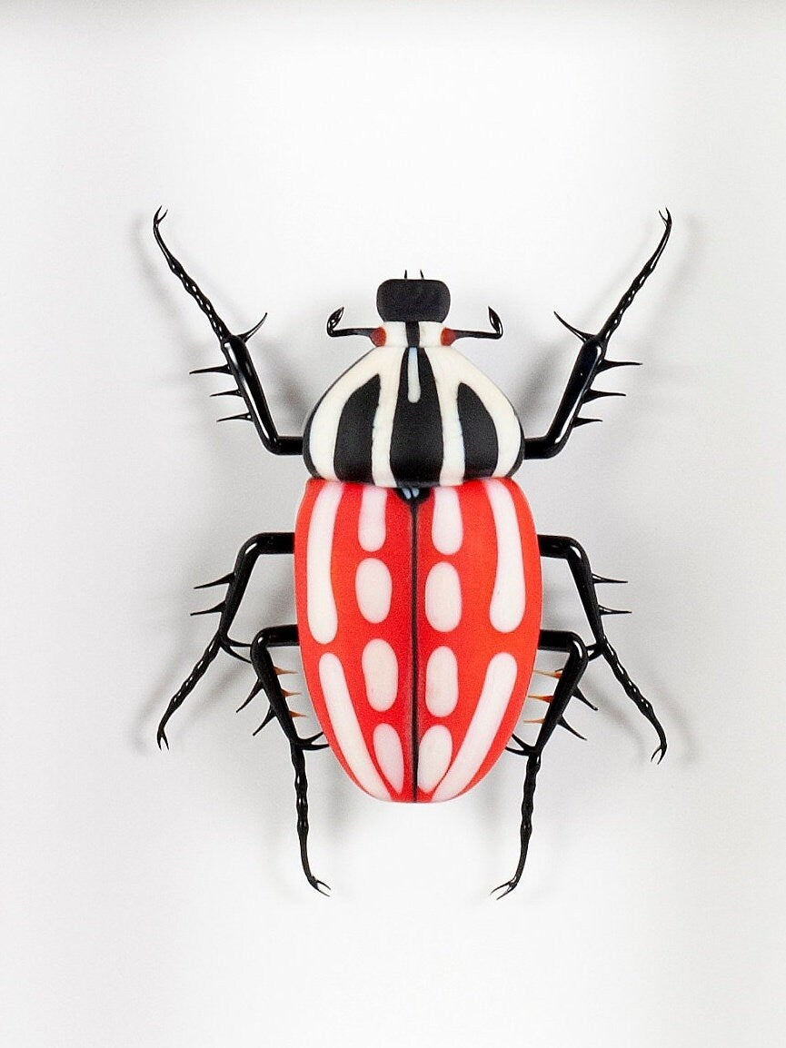 Mecynorrhina torquata