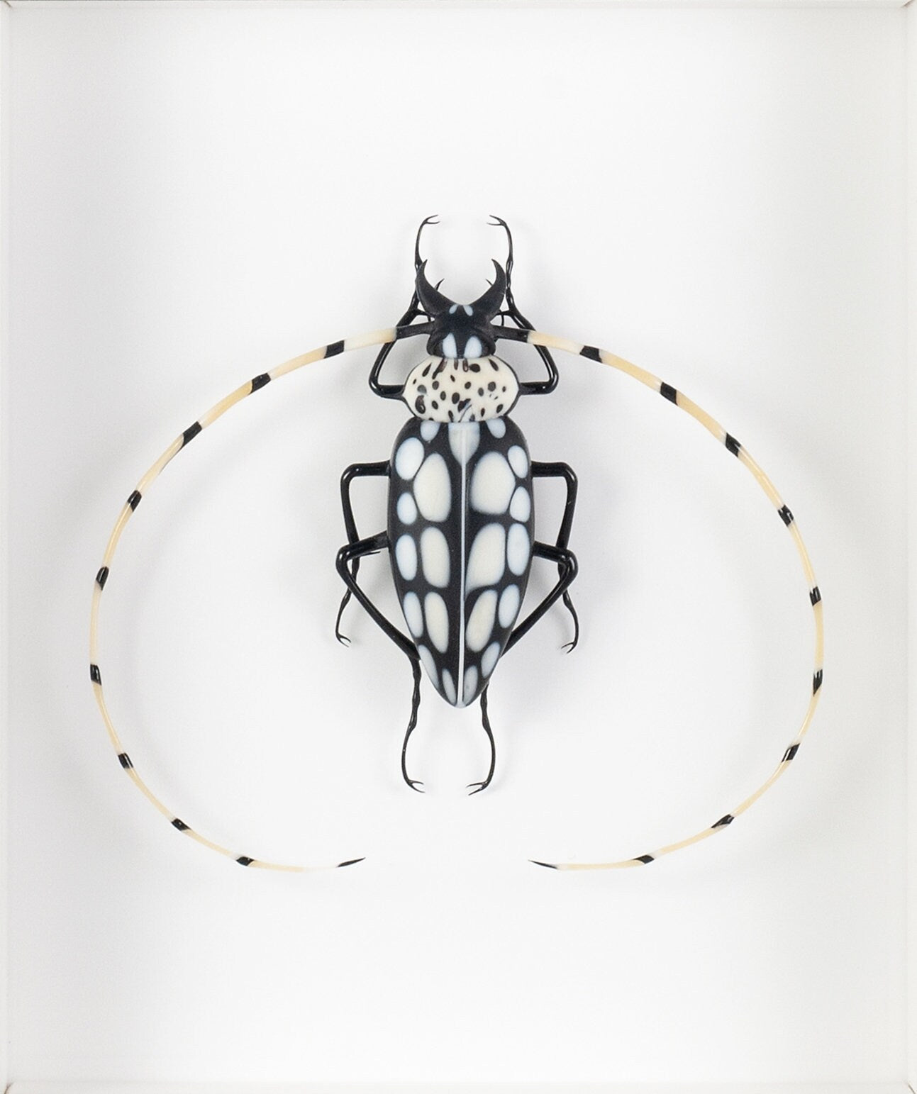 Stellognatha maculata