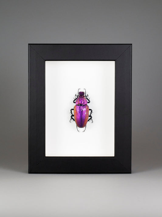 Cetonia aurata (purple)