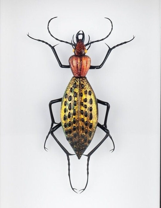 Coptolabrus augustus