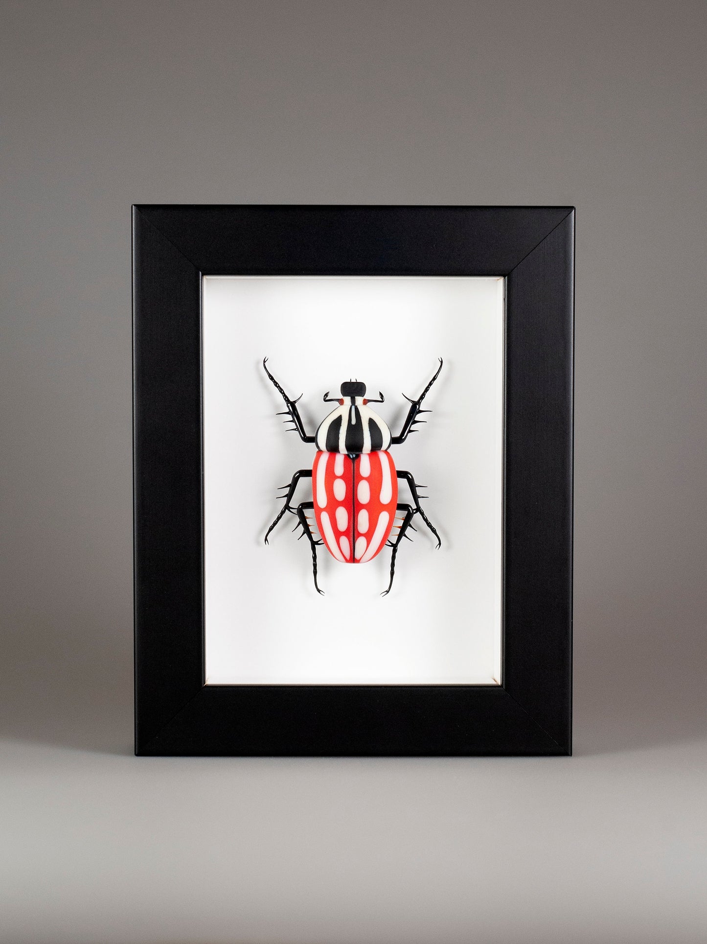 Mecynorrhina torquata