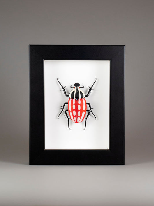 Mecynorrhina torquata