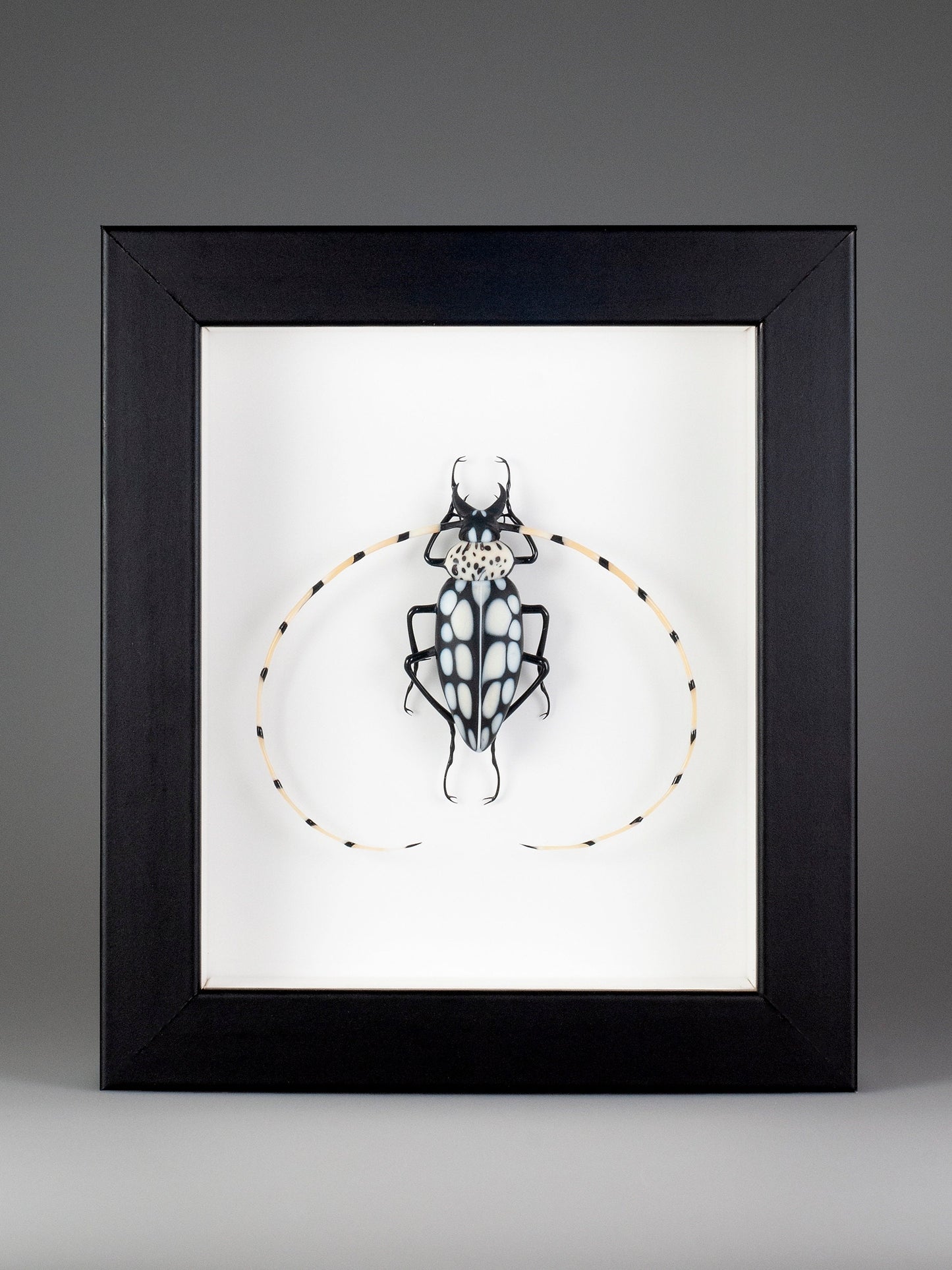 Stellognatha maculata