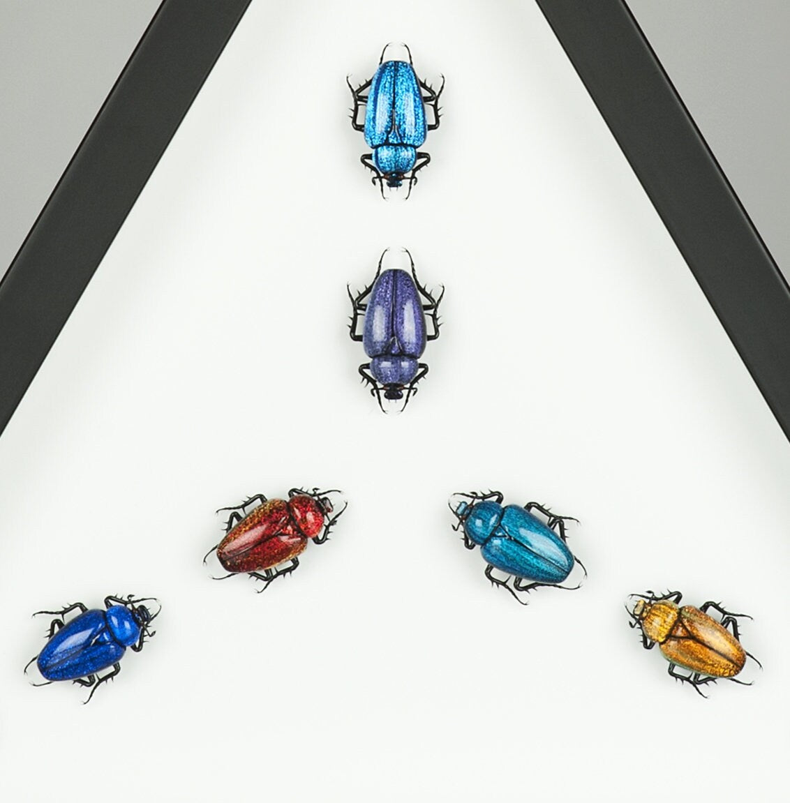 Beetles Triangle