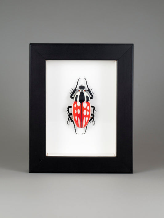 Mecynorrhina torquata