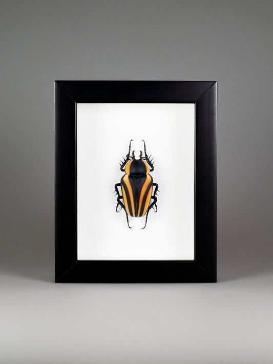 Dicronorrhina derbyana