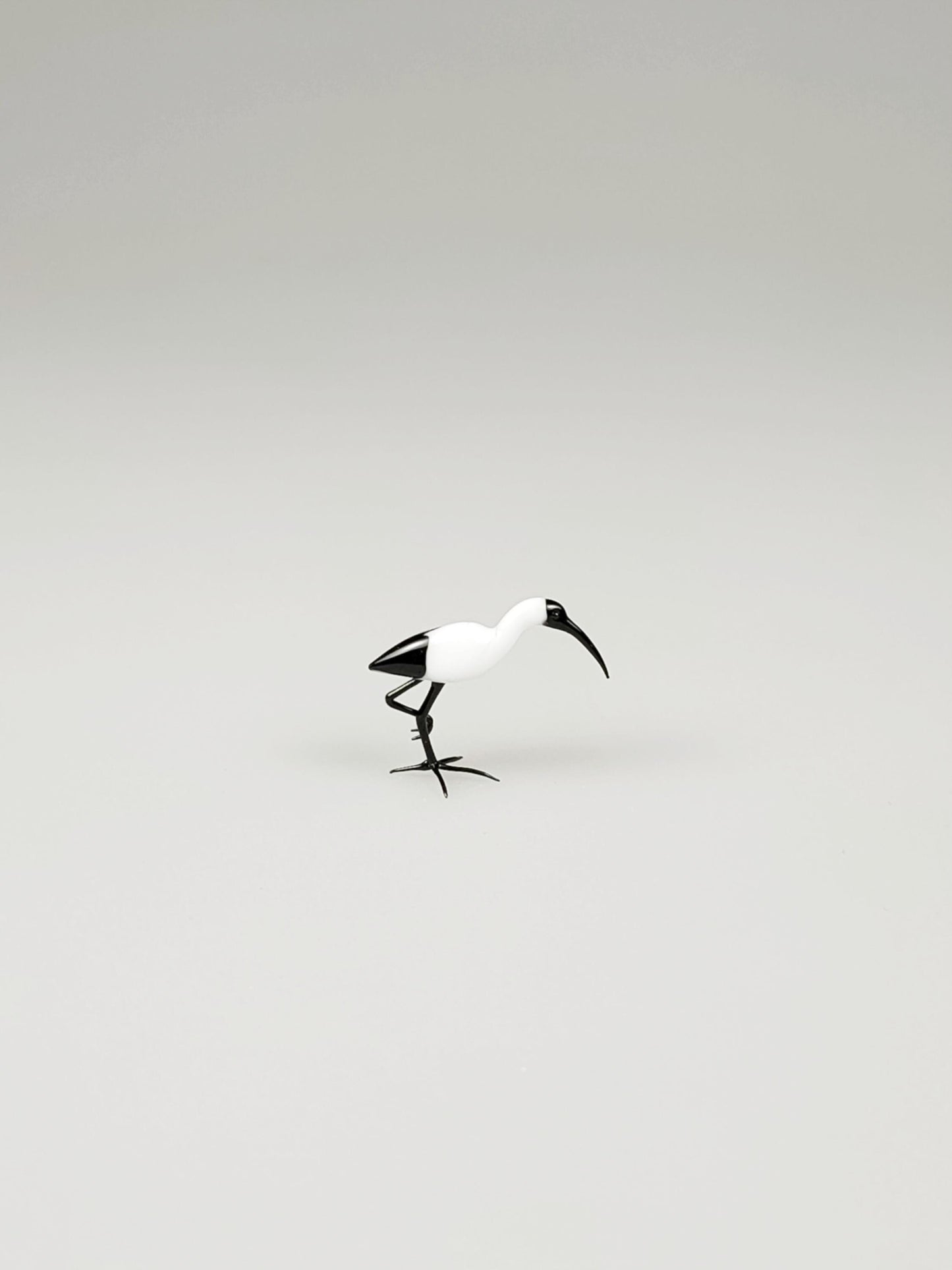 Glass Ibis
