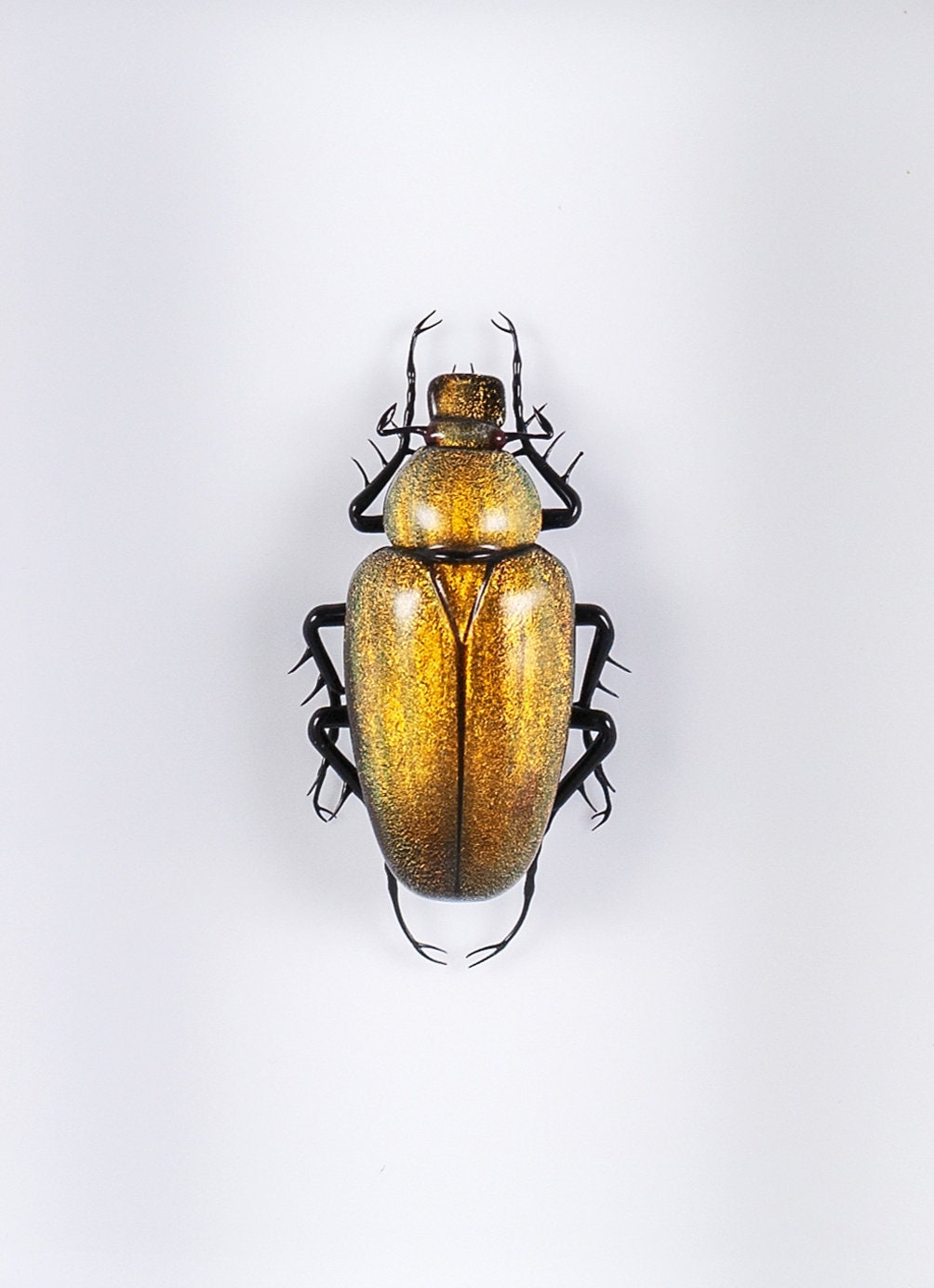 Cetonia aurata (yellow)