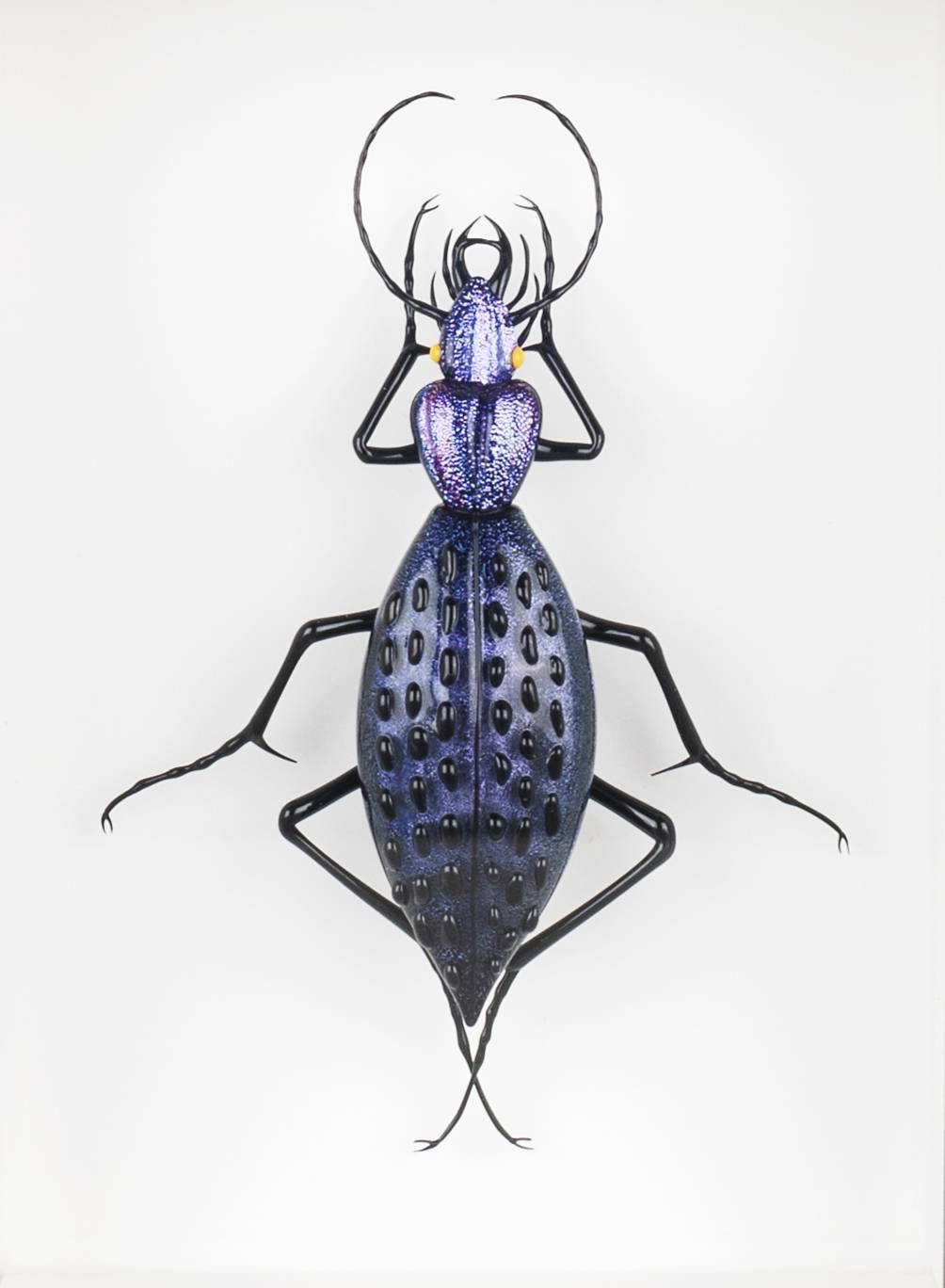 Coptolabrus augustus