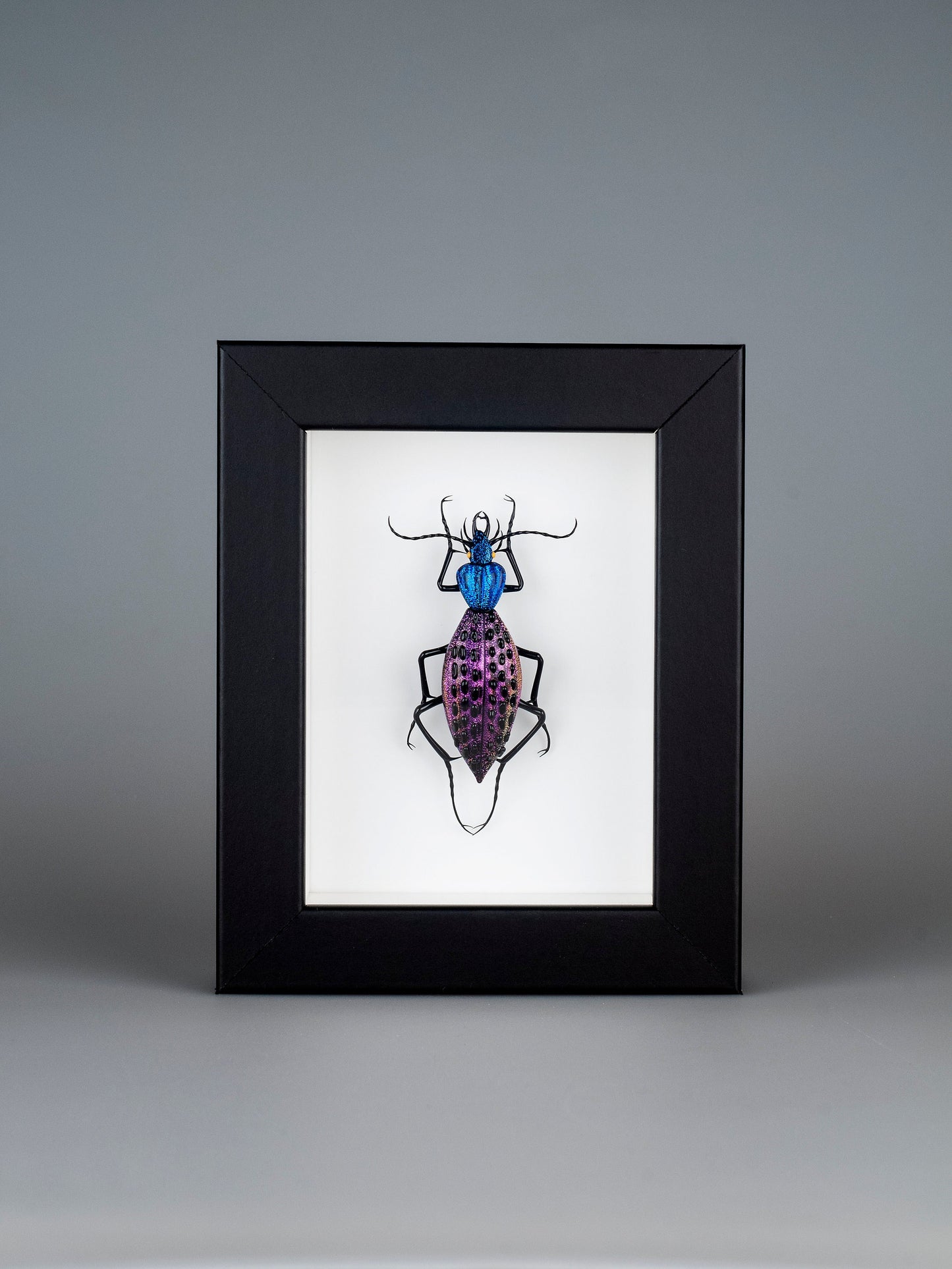 Coptolabrus augustus