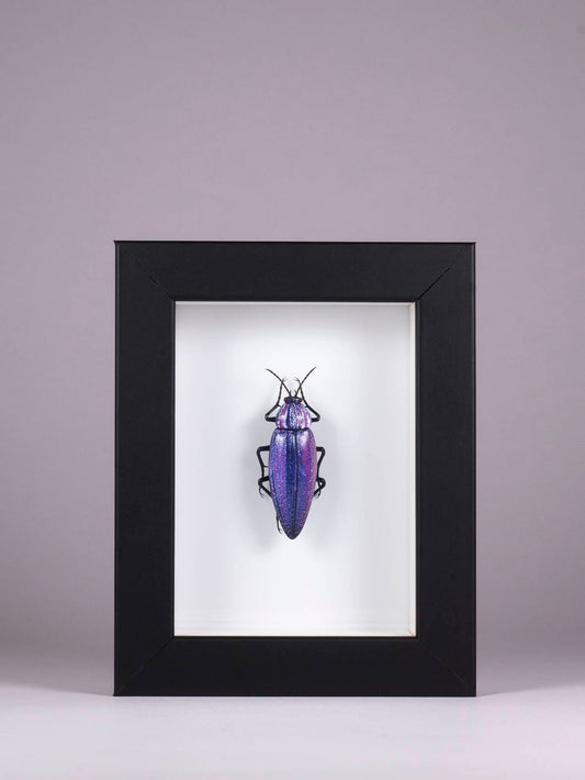 Chrysochroa fulminans