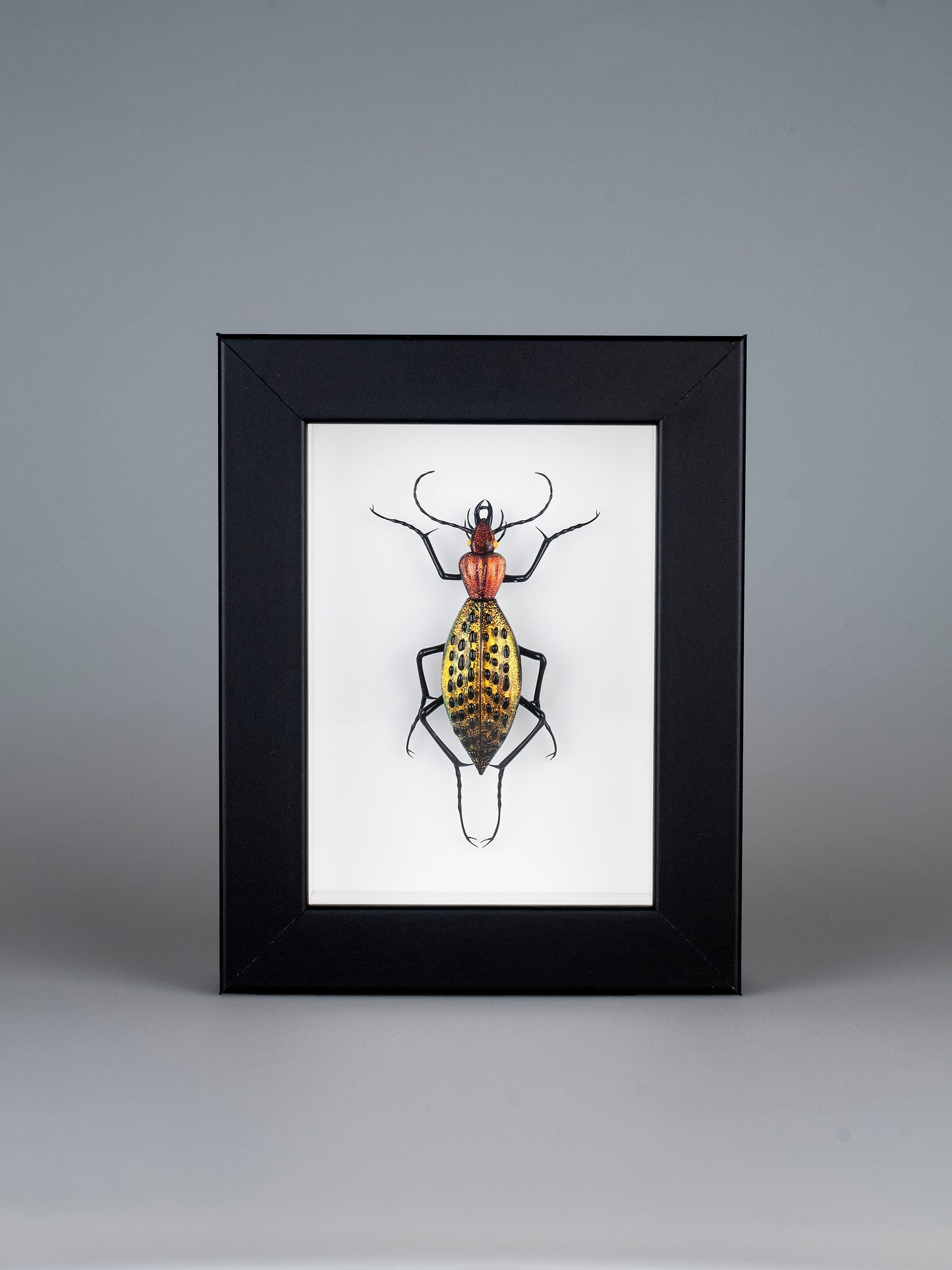 Coptolabrus augustus