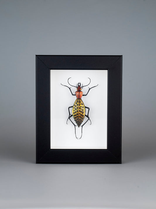 Coptolabrus augustus