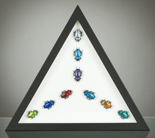 Beetles Triangle