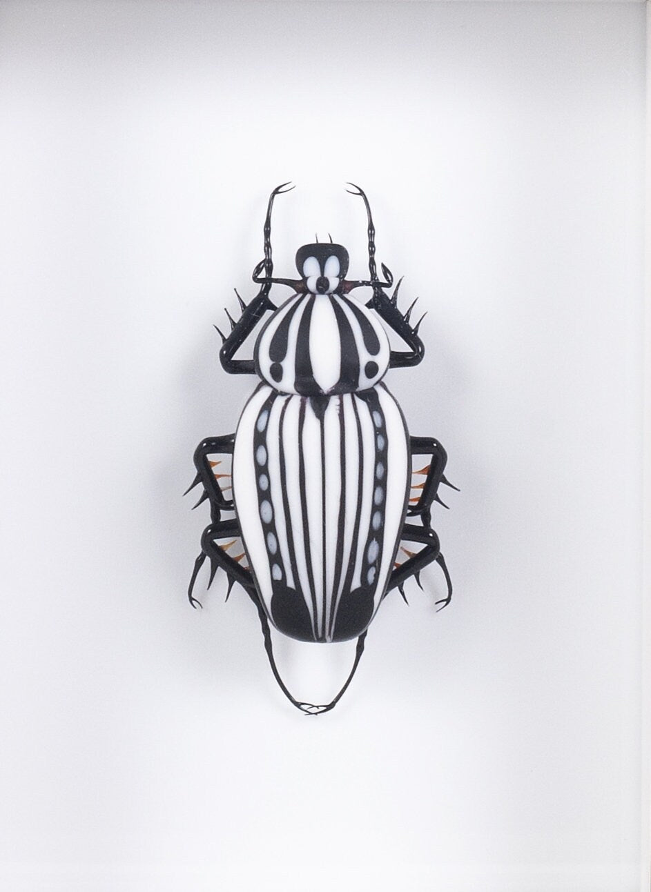 Goliathus orientalis