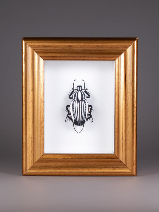 Goliathus orientalis