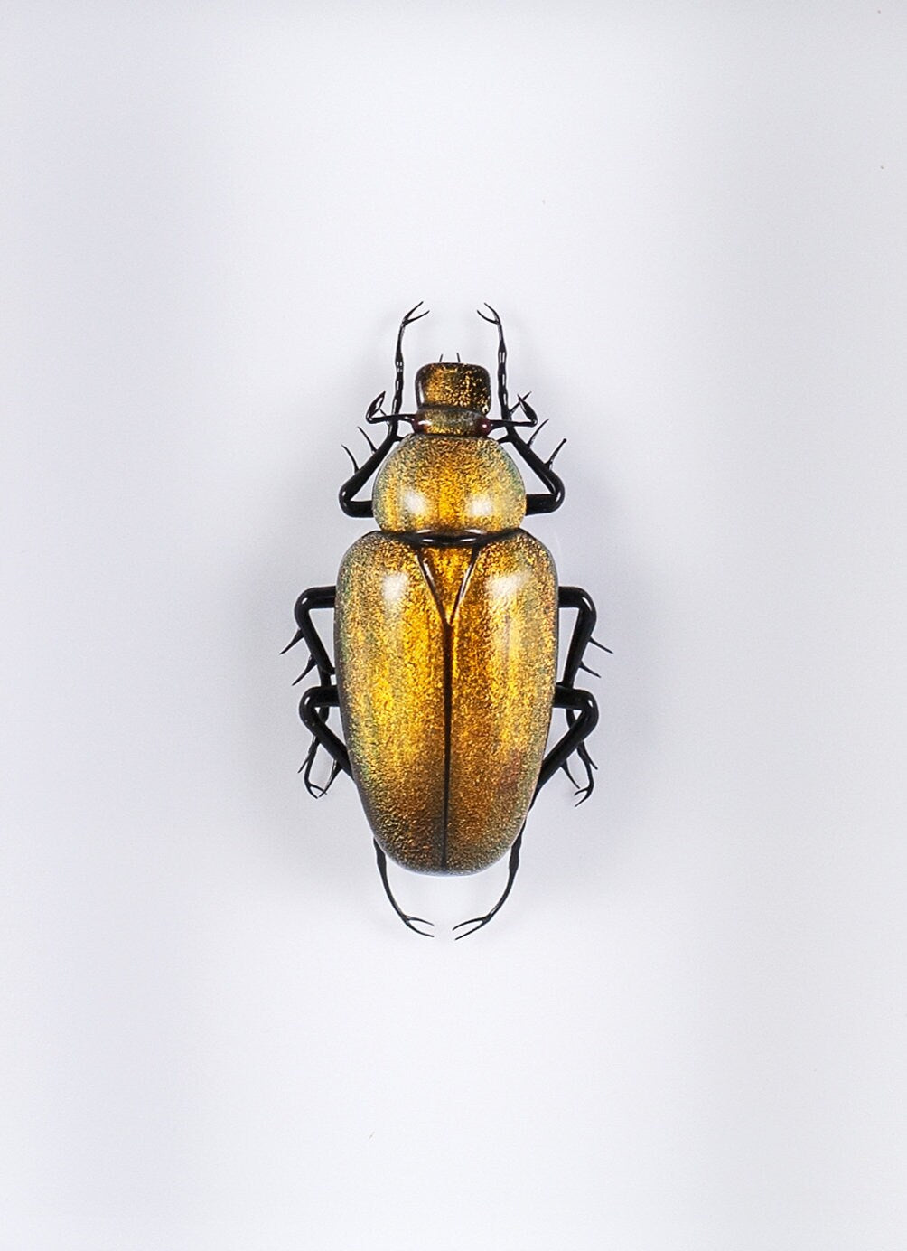 Cetonia aurata (yellow)