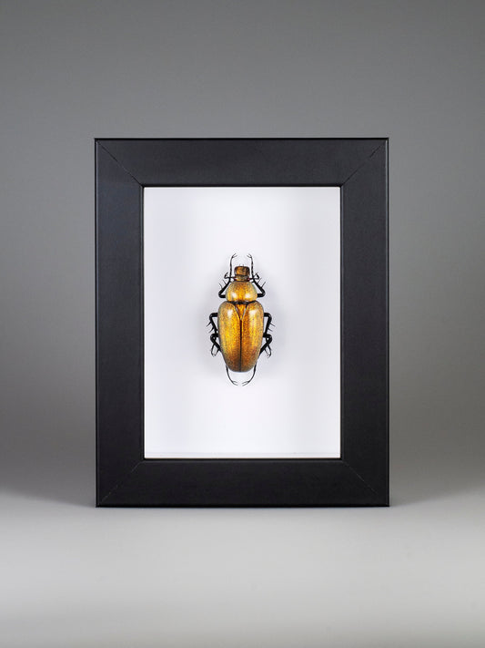 Cetonia aurata (yellow)