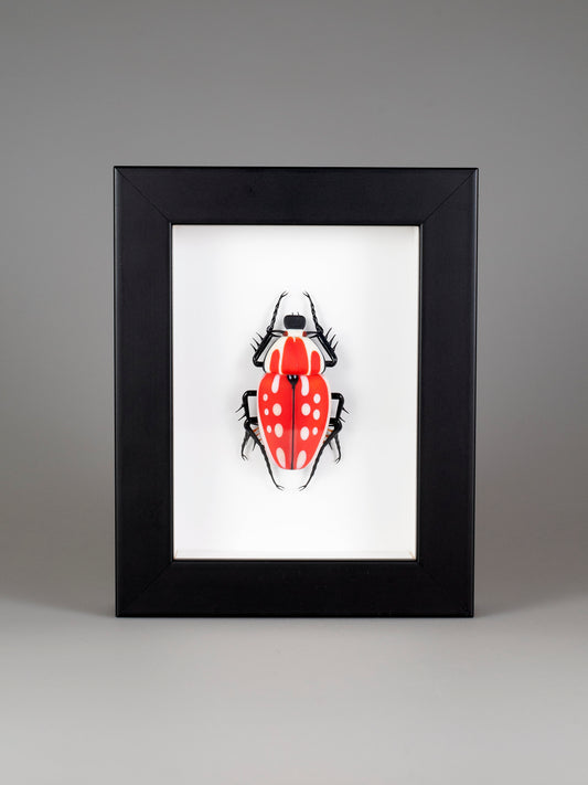 Mecynorrhina torquata