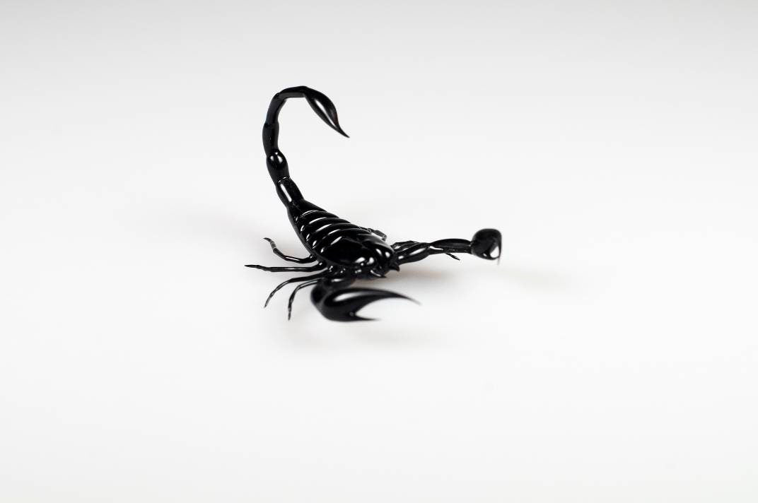 Glass scorpion