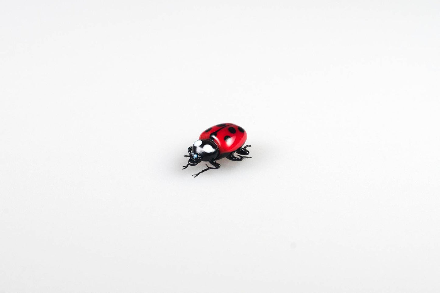 Ladybug