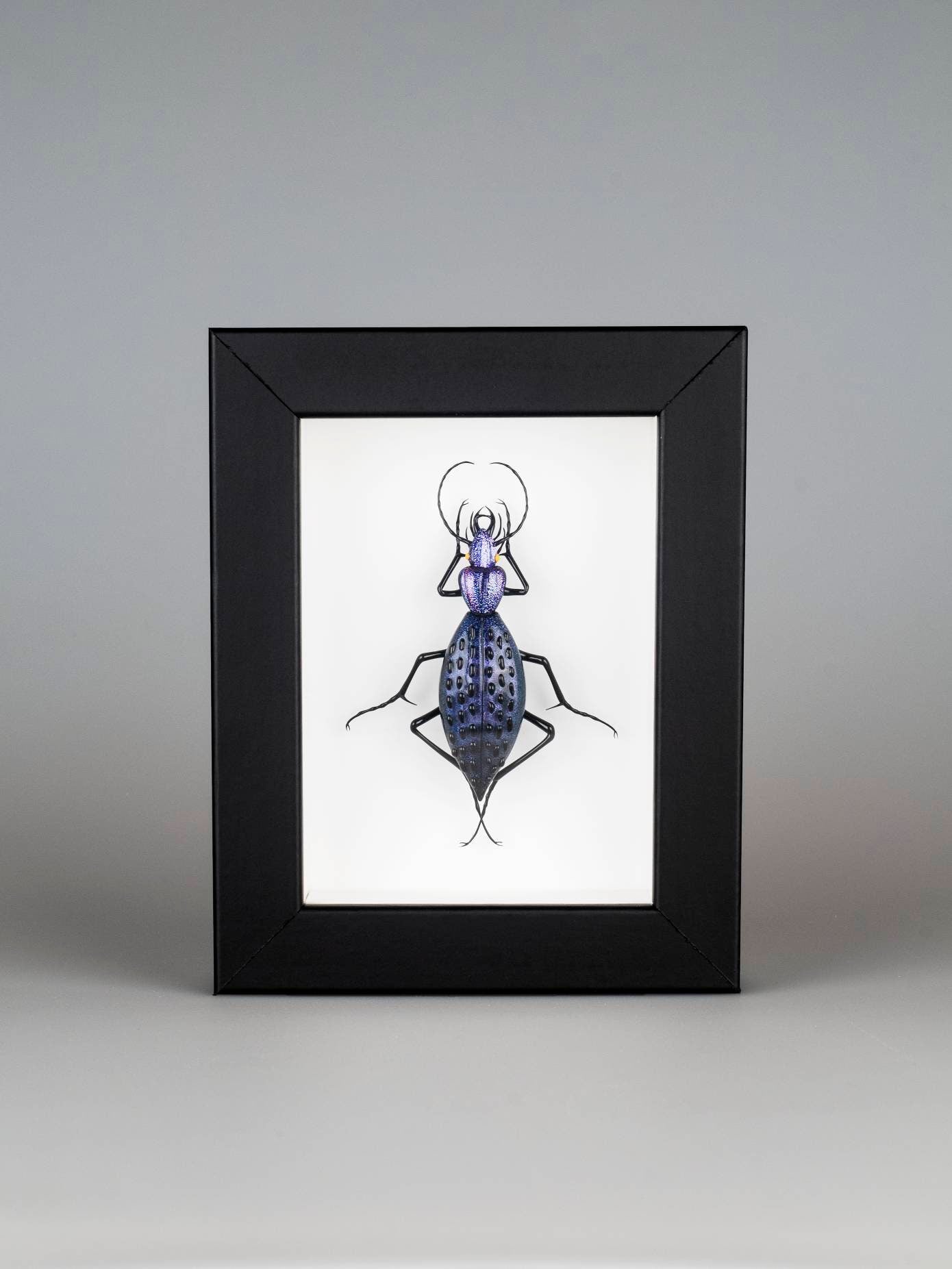 Coptolabrus augustus