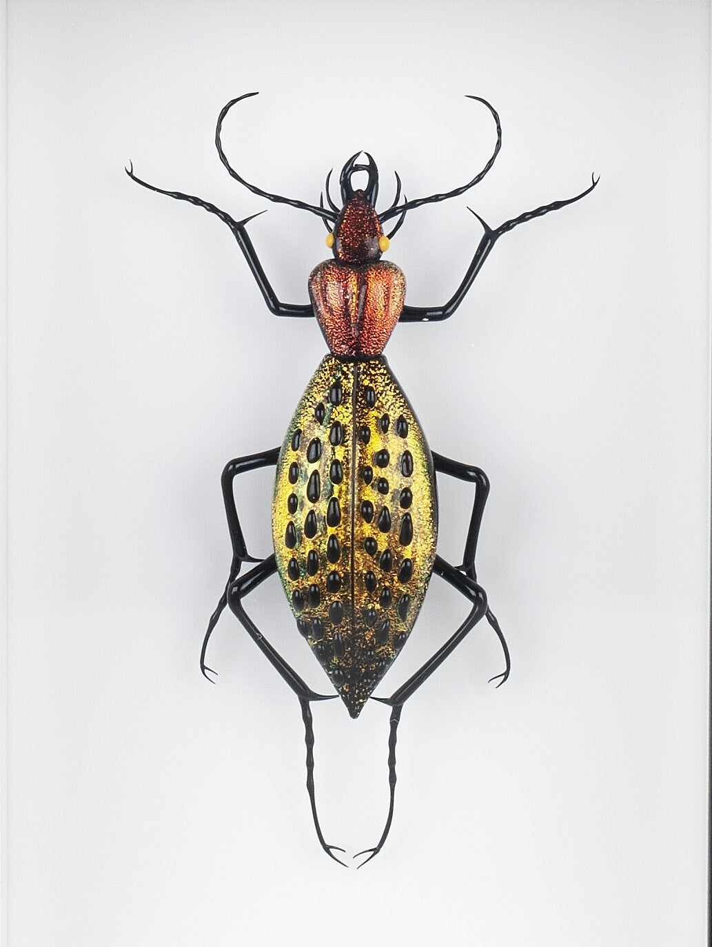 Coptolabrus augustus