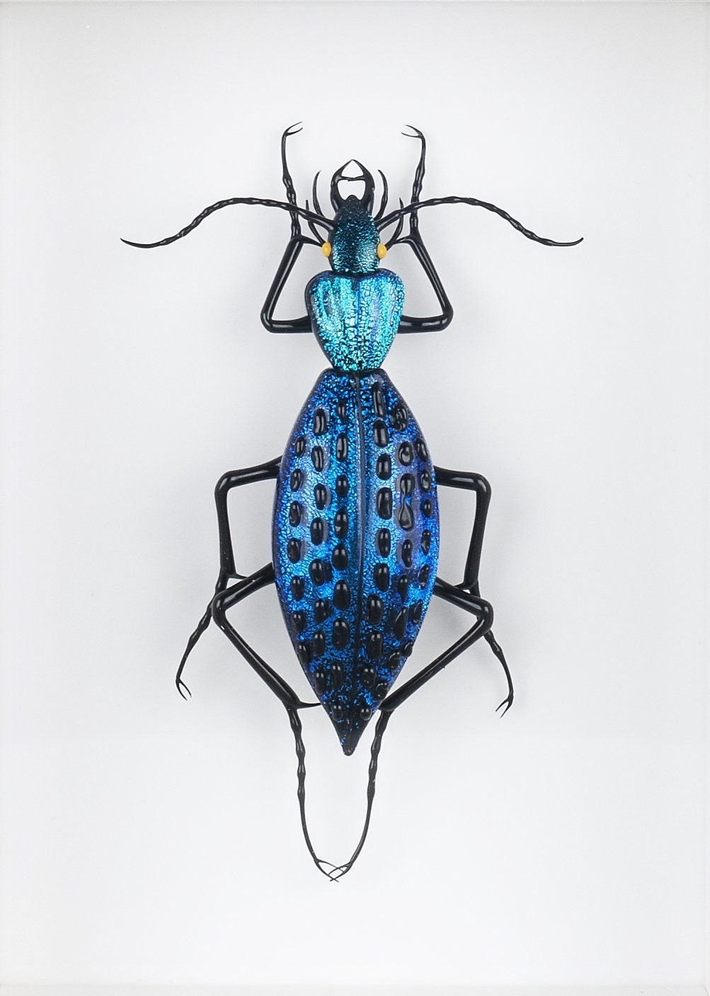 Coptolabrus augustus