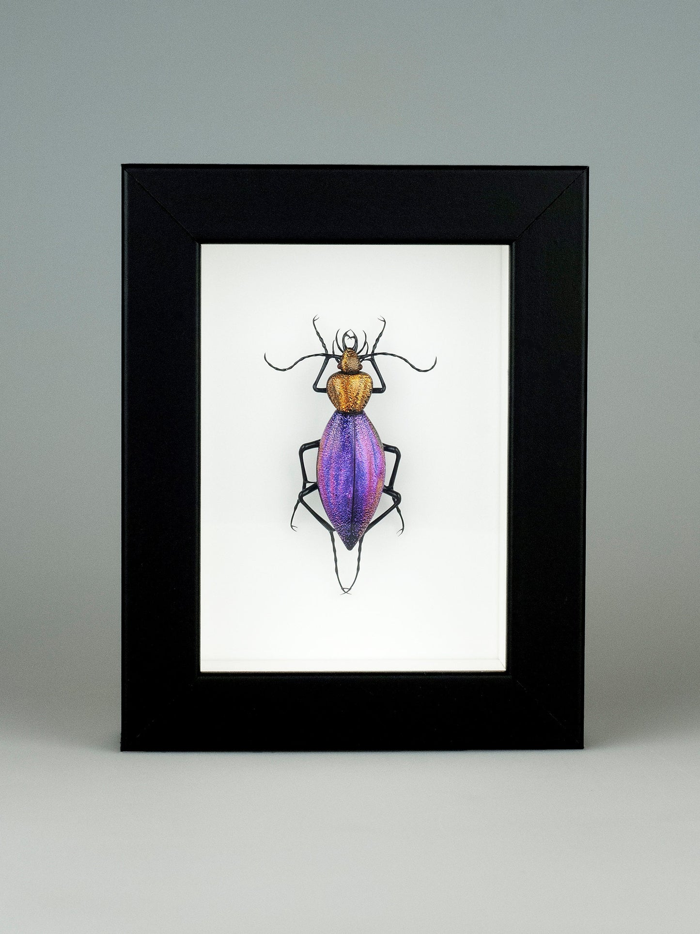 Ceroglossus chilensis