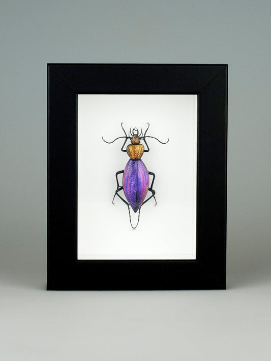 Ceroglossus chilensis