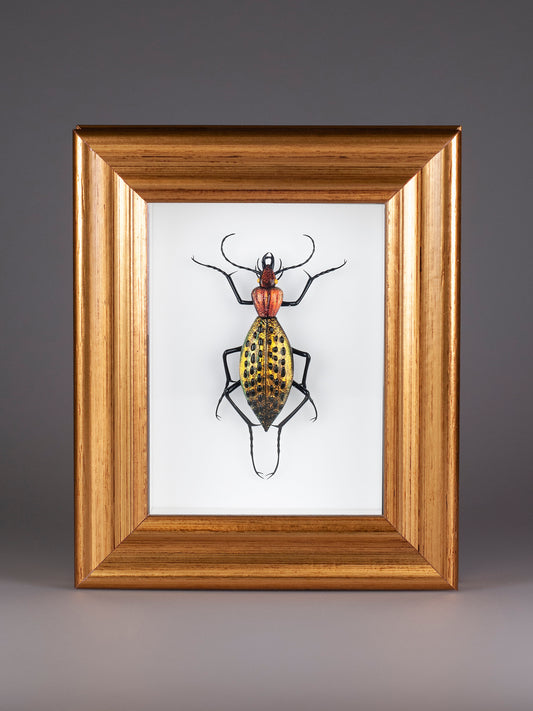 Coptolabrus augustus