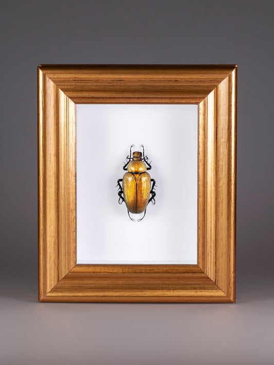 Cetonia aurata (yellow)