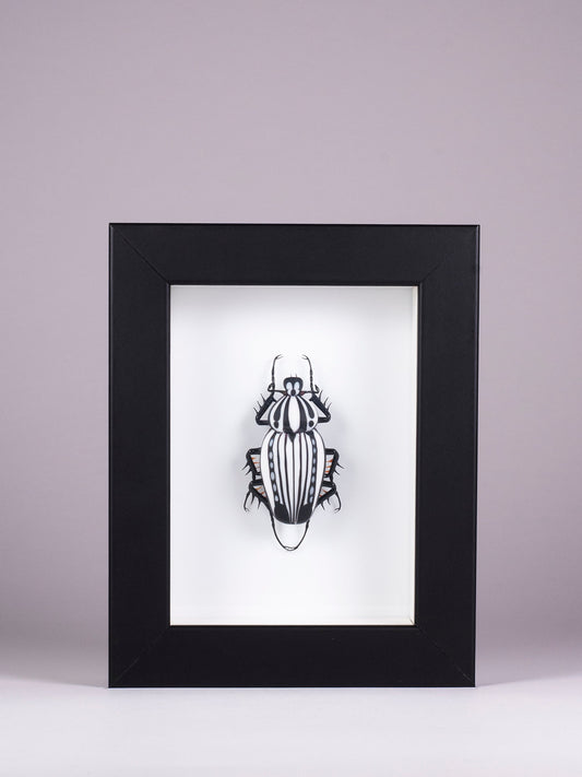 Goliathus orientalis