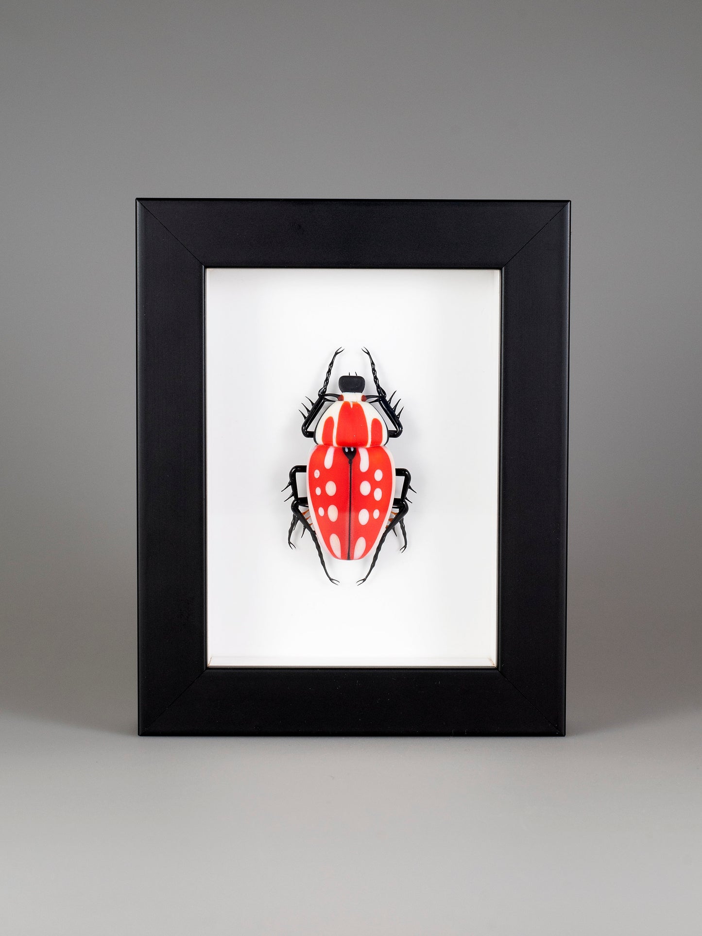 Mecynorrhina torquata