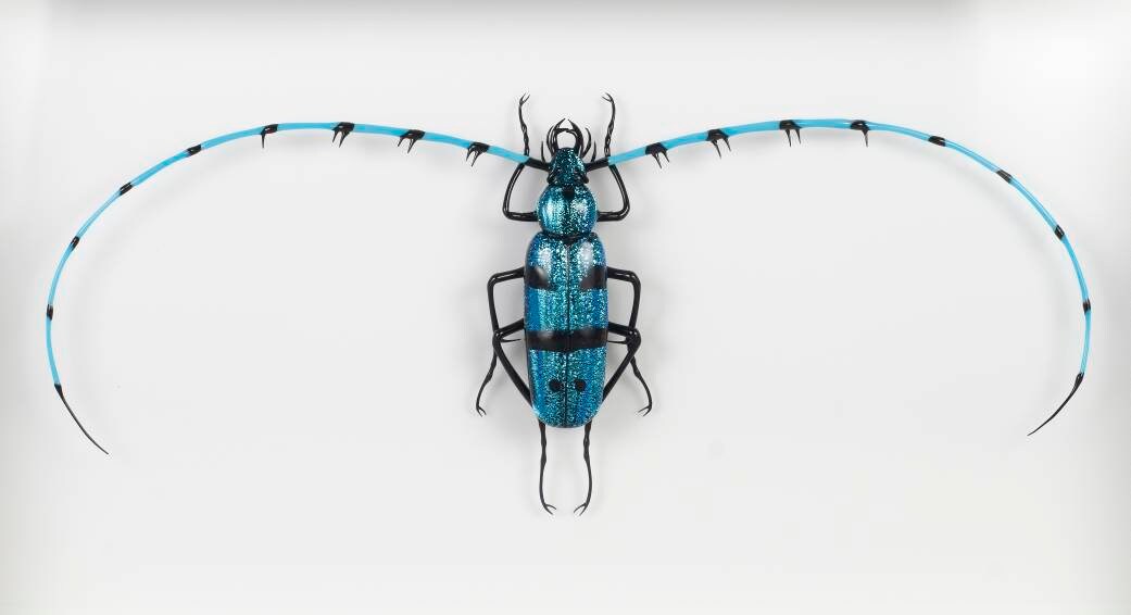 Rosalia alpina