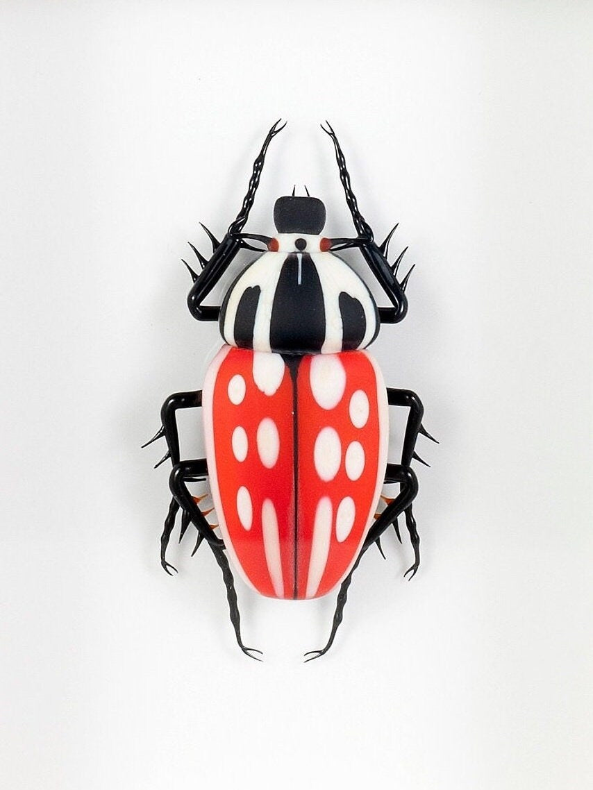 Mecynorrhina torquata