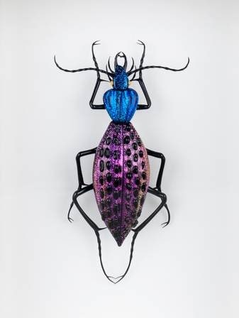 Coptolabrus augustus