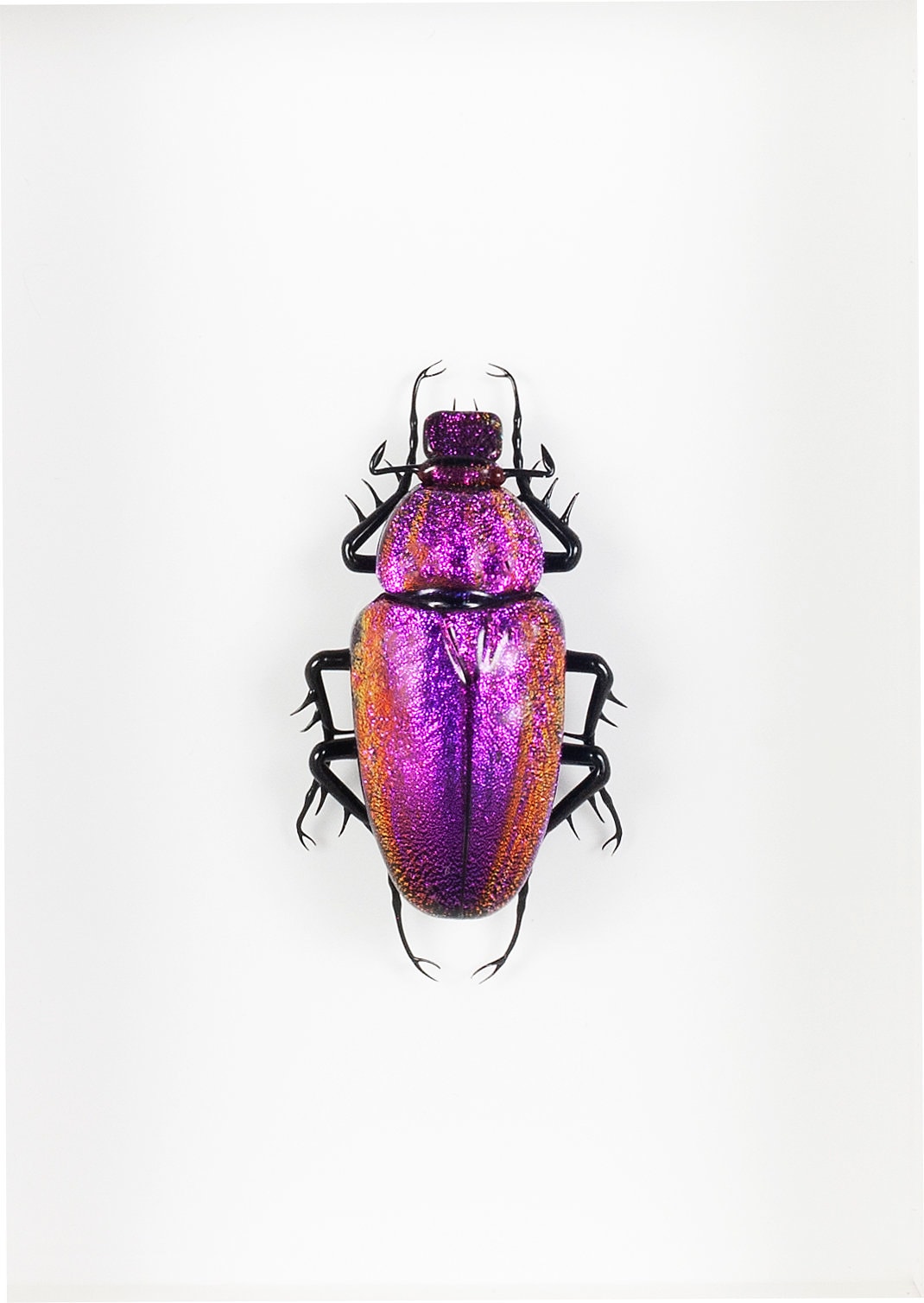 Cetonia aurata (purple)