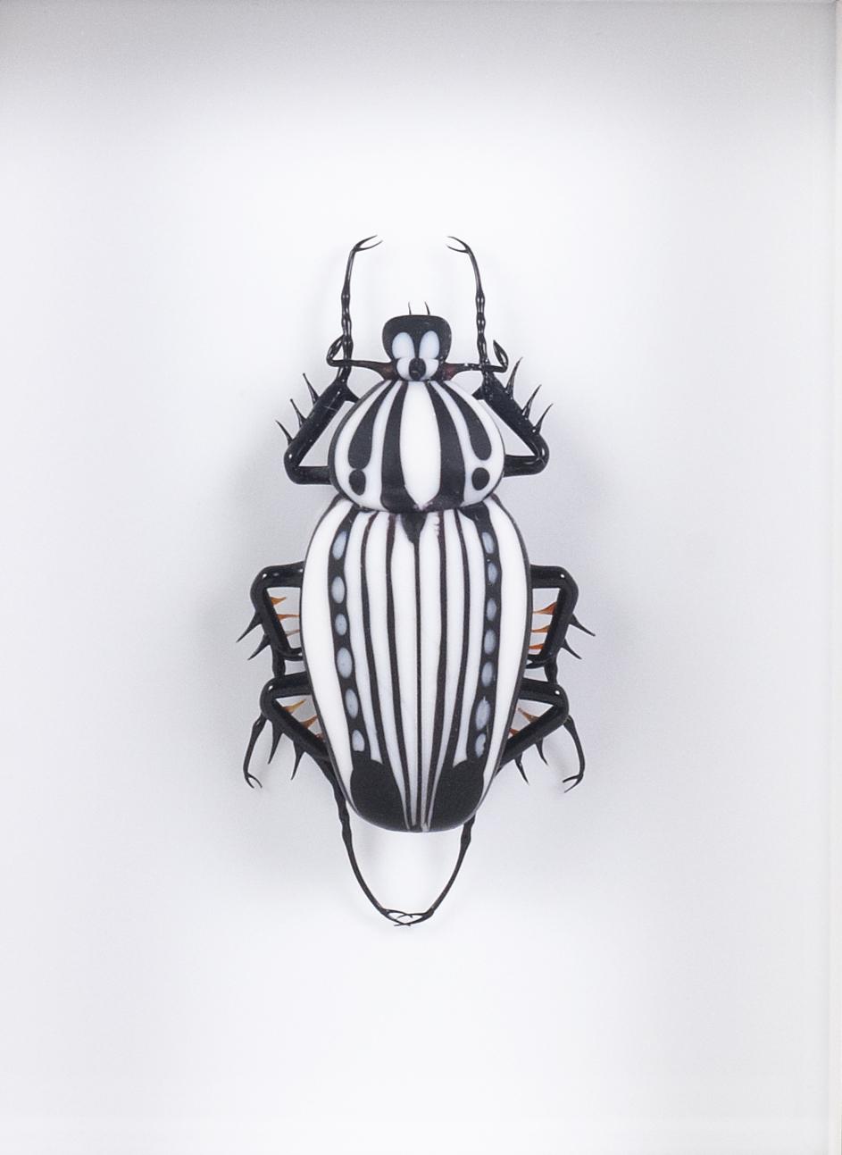 Goliathus orientalis