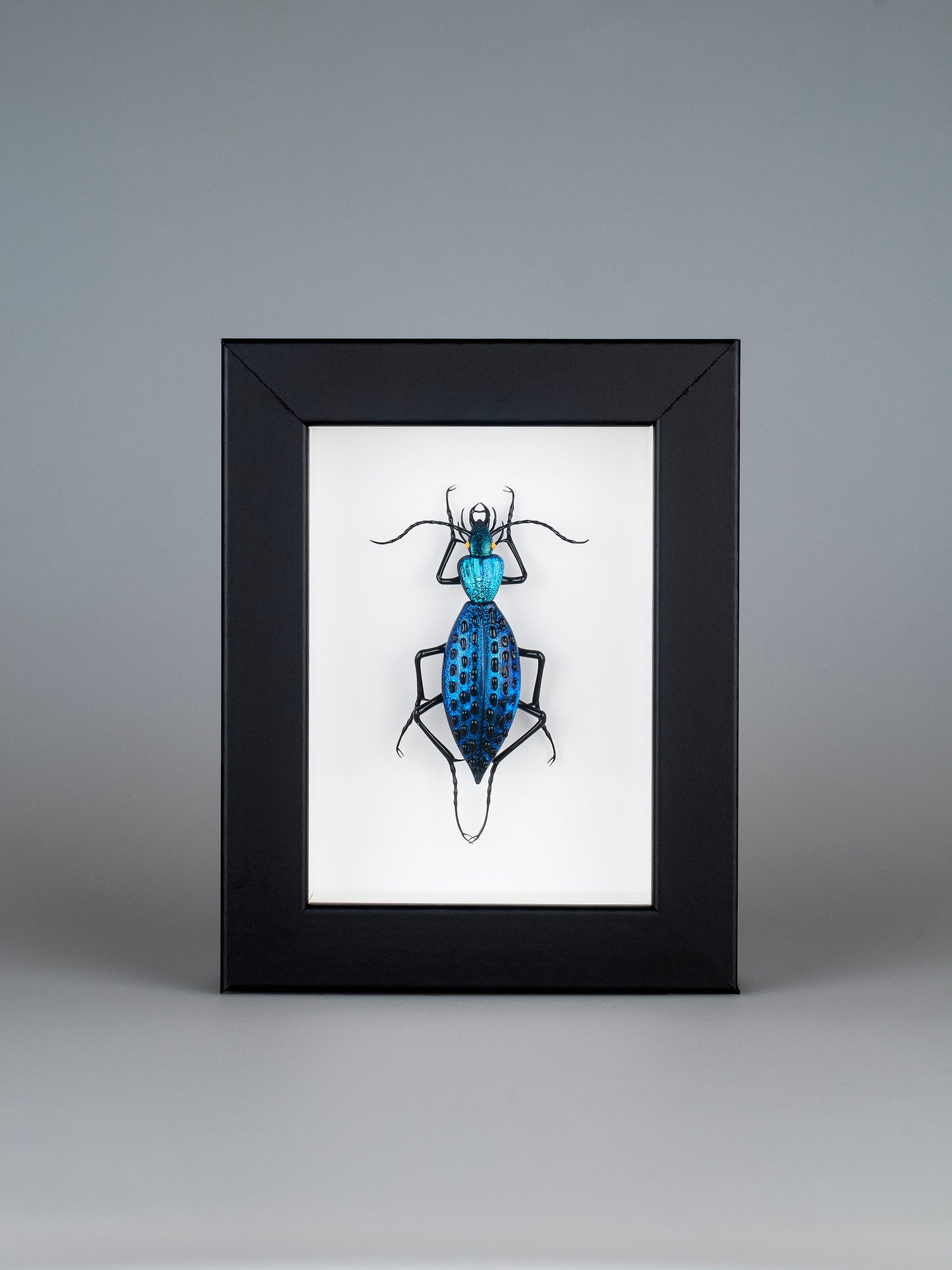 Coptolabrus augustus