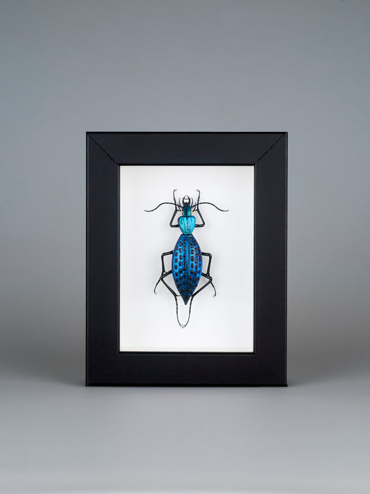 Coptolabrus augustus