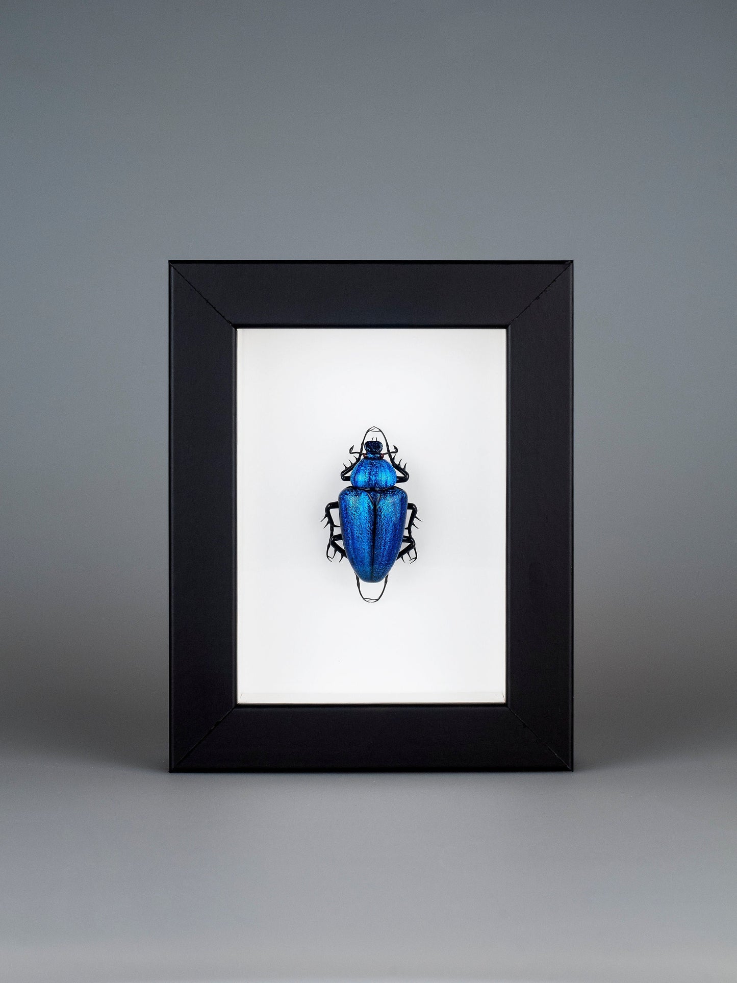 Cetonia aurata (blue)