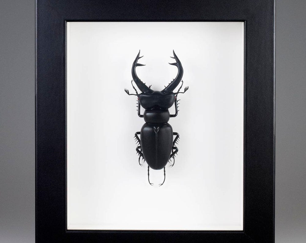Lucanus cervus